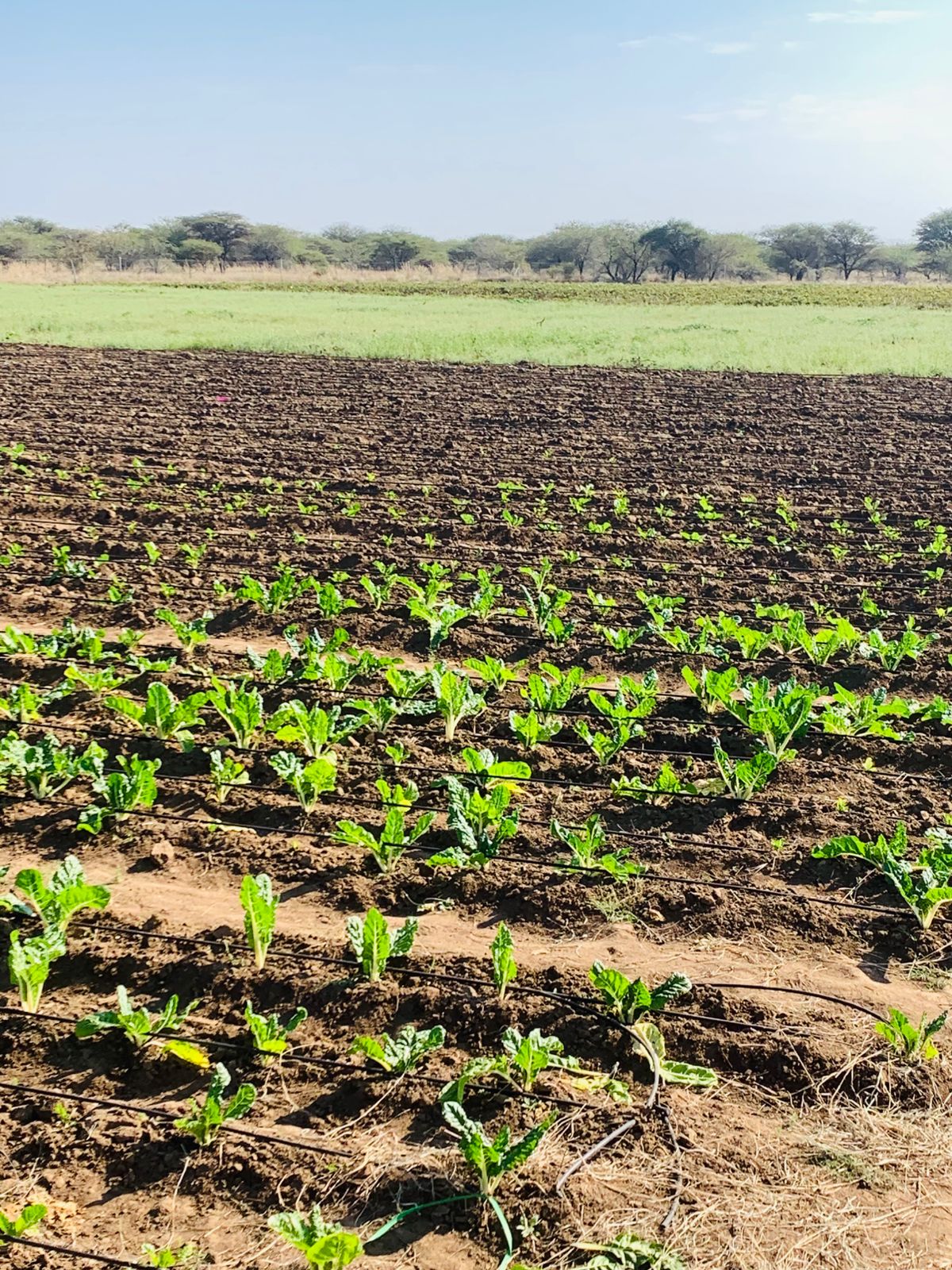 Agriculture