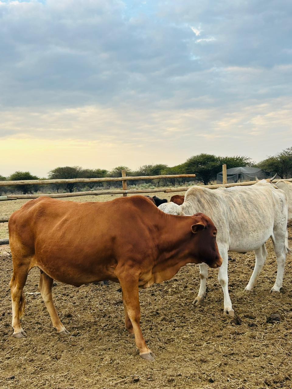 Animal Production